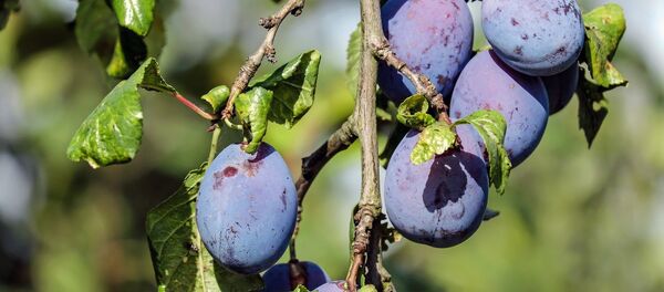 Слива в саду - Sputnik Беларусь