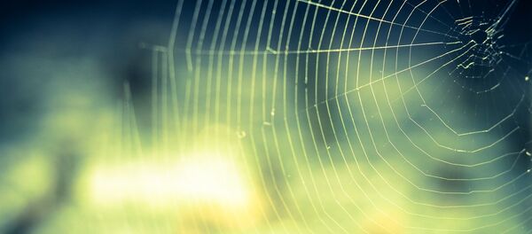 Паутина на солнце Паутина на солнце - Sputnik Беларусь