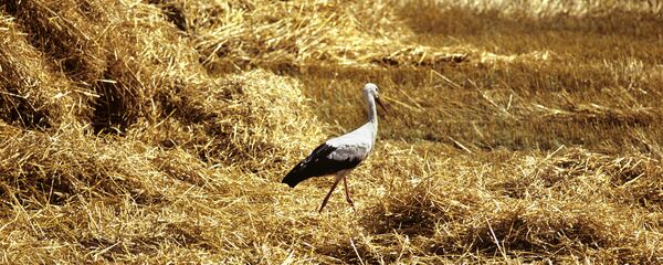Аист на сжатом поле Аист на сжатом поле - Sputnik Беларусь