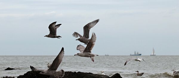 Чайки на бельгийском побережье Северного моря, архивное фото - Sputnik Беларусь