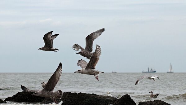 Чайки на бельгийском побережье Северного моря, архивное фото - Sputnik Беларусь
