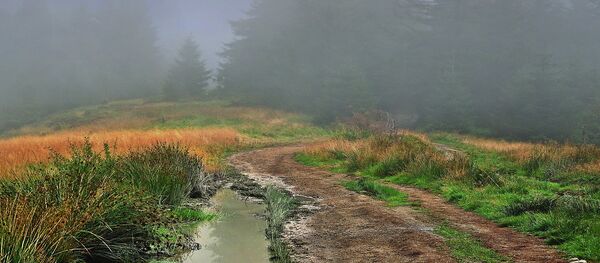 Туманное утро в лесу - Sputnik Беларусь