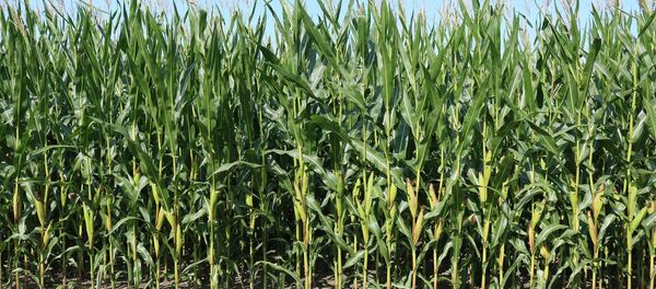 Кукурузное поле, архивное фото Кукурузное поле, архивное фото - Sputnik Беларусь