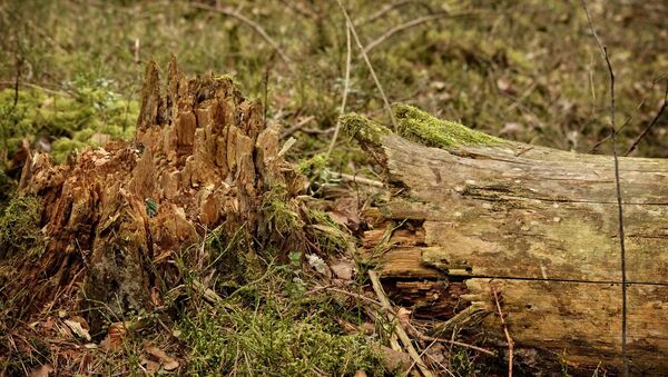 Упавшее сухое дерево в лесу, архивное фото - Sputnik Беларусь
