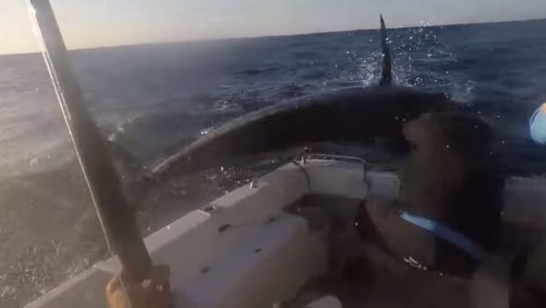 Видеофакт: голубой марлин устроил драку с рыбаком - Sputnik Беларусь
