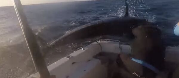 Видеофакт: голубой марлин устроил драку с рыбаком - Sputnik Беларусь