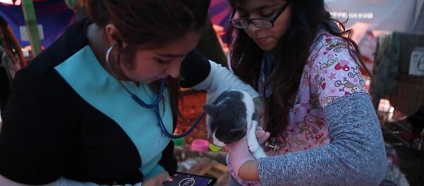 Приют для пострадавших от землетрясения в Мехико животных - Sputnik Беларусь