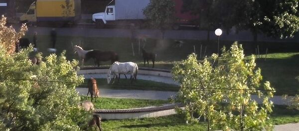 Фотафакт: па цэнтру Магілёва гуляе табун коней Фотафакт: па цэнтру Магілёва гуляе табун коней - Sputnik Беларусь