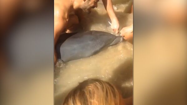 В Испании спасли дельфина, видео - Sputnik Беларусь