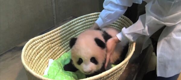 Панде, родившейся в июне в Японии, дали имя Сян-Сян - Аромат Панде, родившейся в июне в Японии, дали имя Сян-Сян - Аромат - Sputnik Беларусь