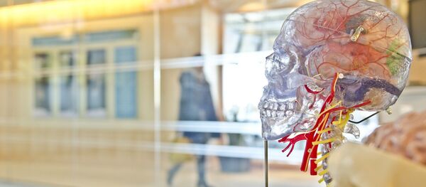 Модель человеческого мозга - Sputnik Беларусь