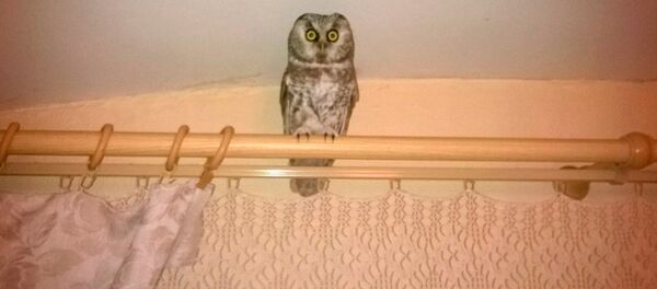 Сова в гомельской квартире - Sputnik Беларусь