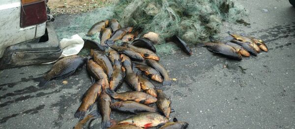 Улов и сети нелегала - Sputnik Беларусь