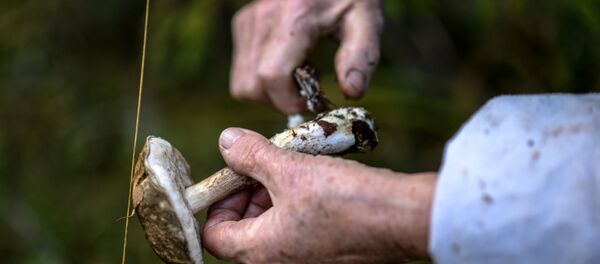 Сбор грибов, архивное фото - Sputnik Беларусь