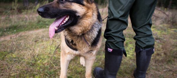 Поисковик с собакой - Sputnik Беларусь