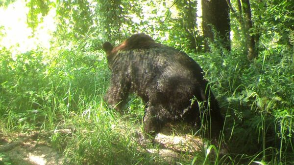 Медведь в Полесском заповеднике - Sputnik Беларусь