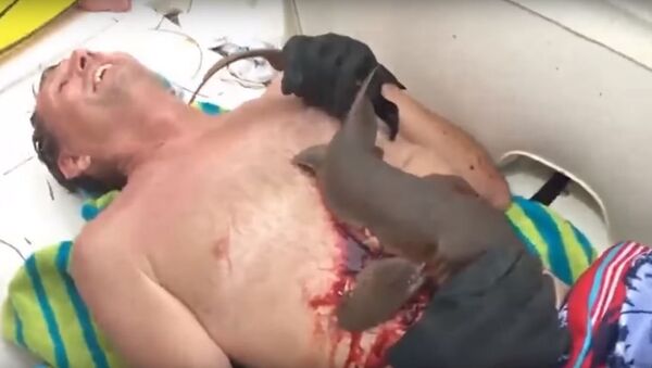 Акула-нянька впилась в живот рыбаку во Флориде, видео - Sputnik Беларусь