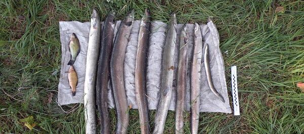 Пойманные угри - Sputnik Беларусь