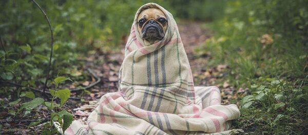 Закутанная собака - Sputnik Беларусь