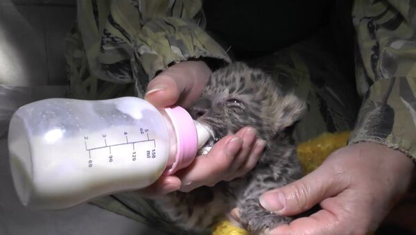 Детеныш дальневосточного леопарда родился в ялтинском зоопарке - Sputnik Беларусь