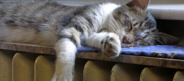 Кот на радиаторе Кот на радиаторе - Sputnik Беларусь