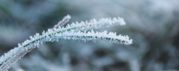 Заморозки - Sputnik Беларусь