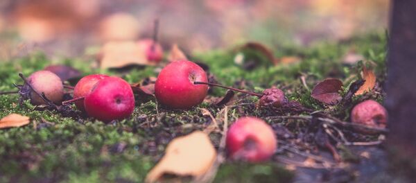 Иней на яблоках - Sputnik Беларусь