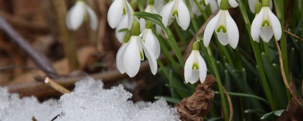 Подснежники после заморозков Подснежники после заморозков - Sputnik Беларусь