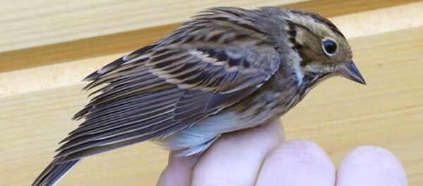 Овсянка-крошка - Sputnik Беларусь