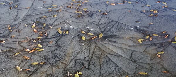 Лед на луже Лед на луже - Sputnik Беларусь