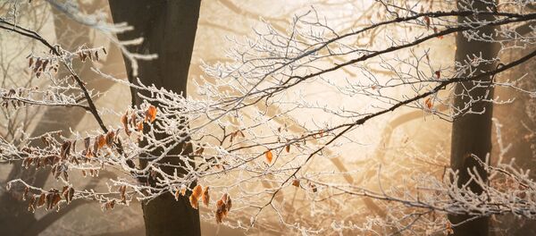 Иней в лесу Иней в лесу - Sputnik Беларусь