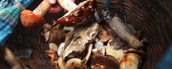 Сбор грибов, архивное фото - Sputnik Беларусь