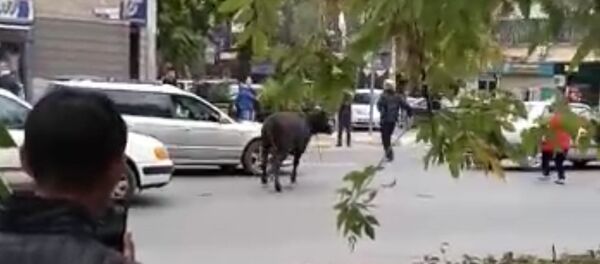 Очевидец снял, как корова сбила женщину в центре Бишкека. Животное поймали Очевидец снял, как корова сбила женщину в центре Бишкека. Животное поймали - Sputnik Беларусь