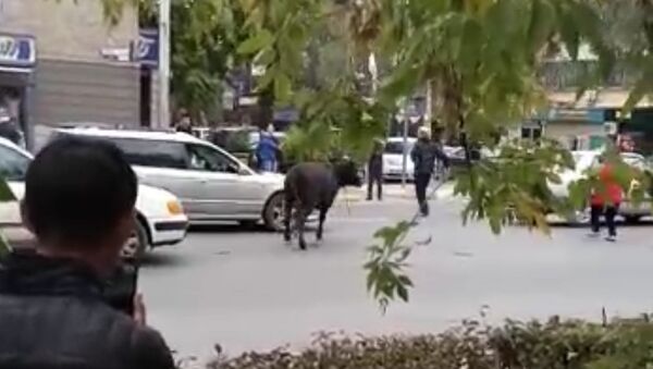 Очевидец снял, как корова сбила женщину в центре Бишкека. Животное поймали - Sputnik Беларусь