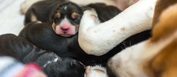 Щенки, архивное фото - Sputnik Беларусь