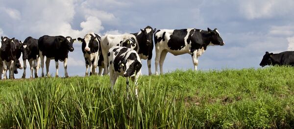 Коровы в загоне, архивное фото - Sputnik Беларусь