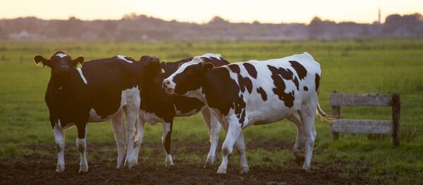 Коровы пасутся на лугу Архивное фото - Sputnik Беларусь