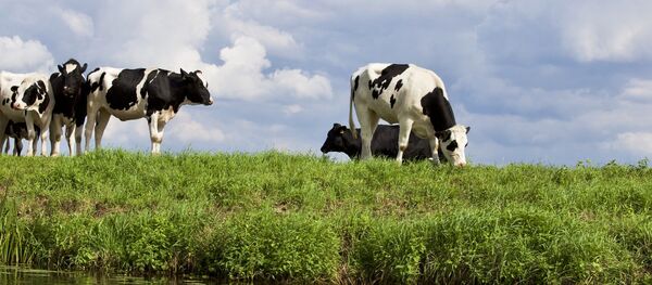 Коровы на берегу водоема - Sputnik Беларусь