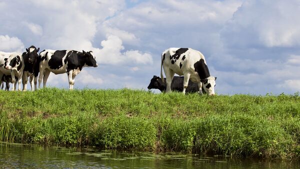 Коровы на берегу водоема - Sputnik Беларусь