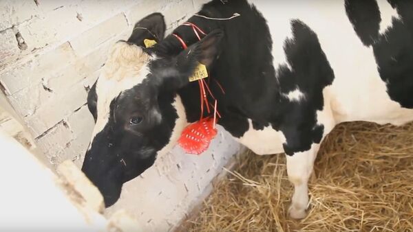 Президент Беларуси Александр Лукашенко подарил многодетной семье корову, видео - Sputnik Беларусь