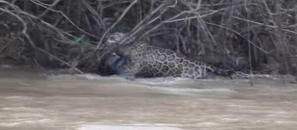 Очевидец снял смертельную битву ягуара и каймана в Бразилии - Sputnik Беларусь