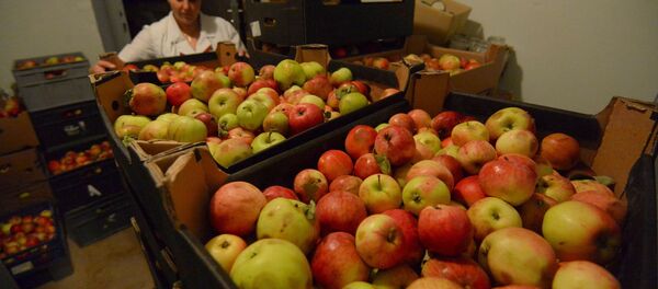 Из президентских яблок в интернате варят компот и запекают - Sputnik Беларусь