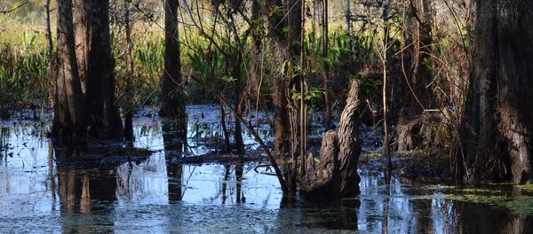 Болото - Sputnik Беларусь