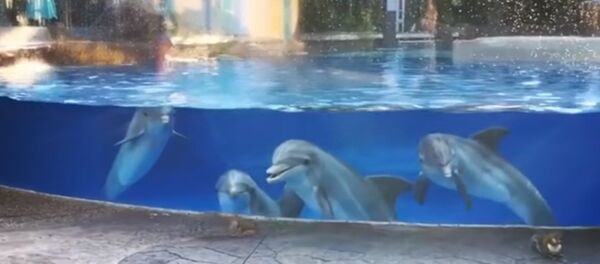 Дельфины засмотрелись на белочек во Флориде - Sputnik Беларусь