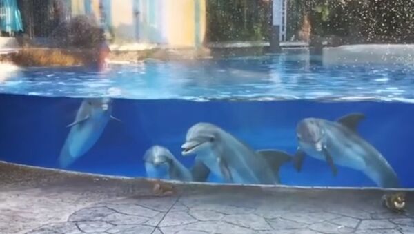 Дельфины засмотрелись на белочек во Флориде - Sputnik Беларусь