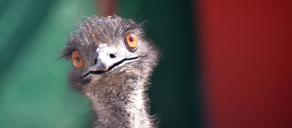 Страус Страус - Sputnik Беларусь