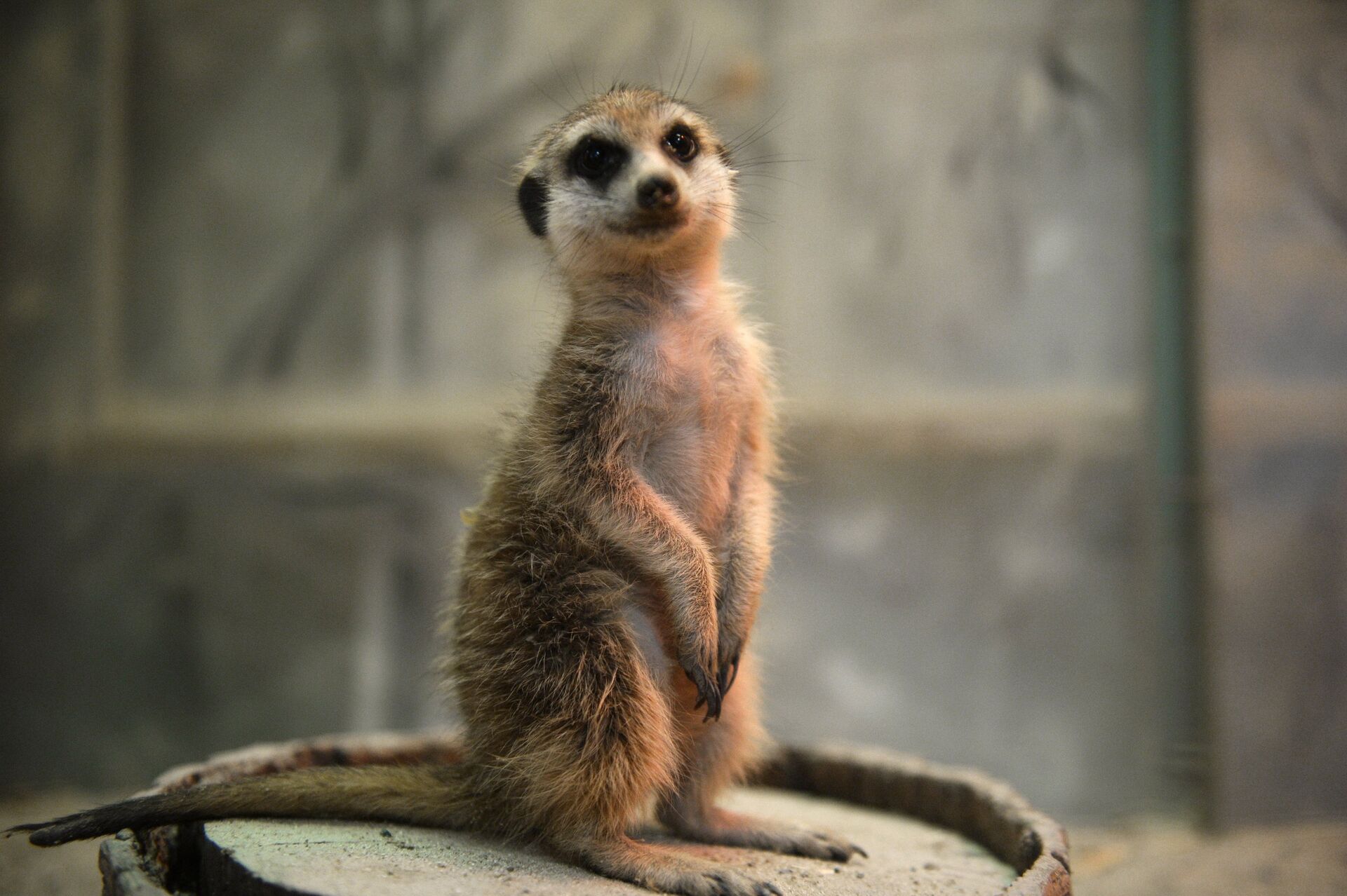 Сурикат - Sputnik Беларусь, 1920, 09.02.2026