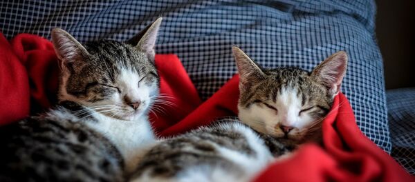 Коты отдыхают на кровати, архивное фото - Sputnik Беларусь