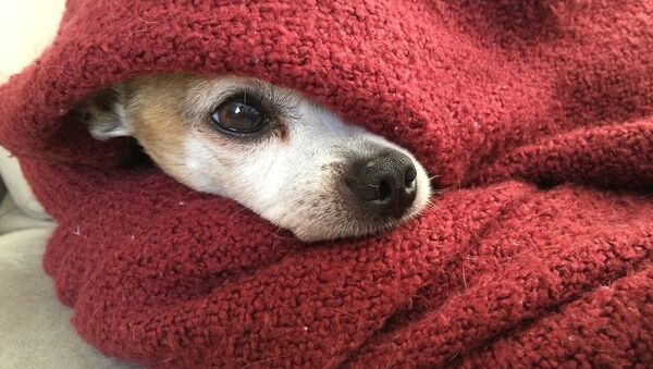 Собака в одеяле, архивное фото - Sputnik Беларусь