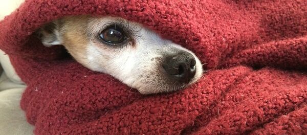 Собака в одеяле, архивное фото - Sputnik Беларусь